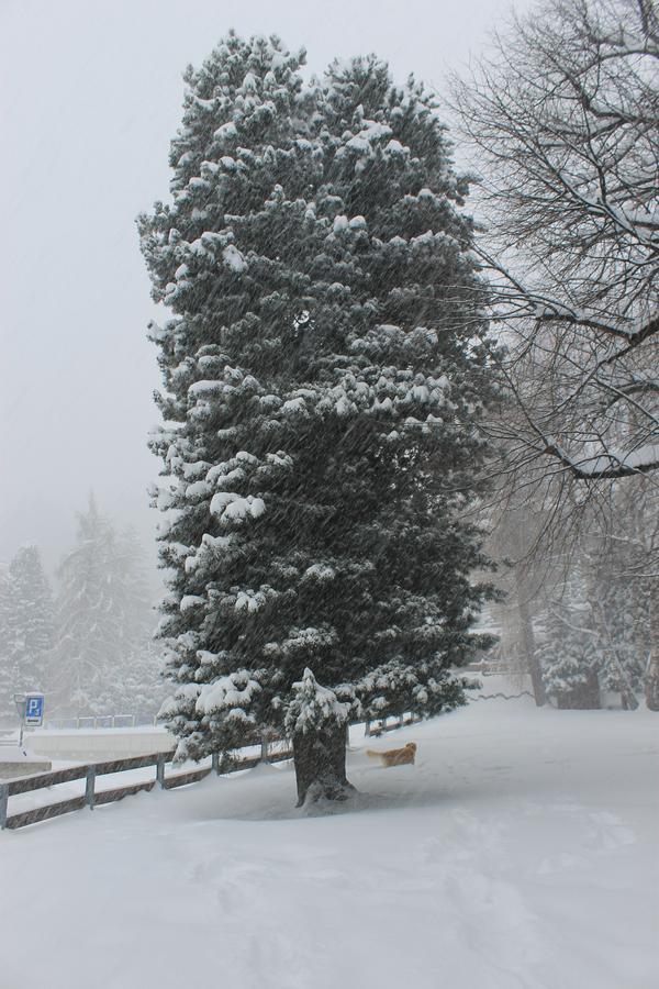Greppon Blanc A2 Appartement Nendaz Buitenkant foto